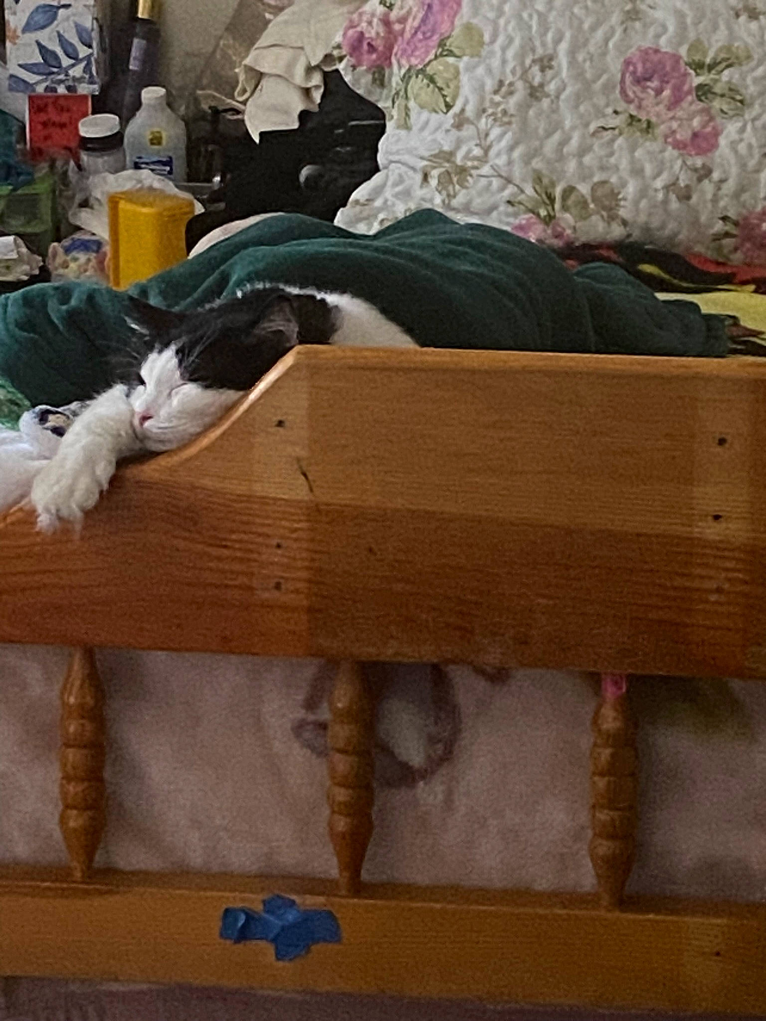 Paparros joined the competition — help win amazing prizes! bed, bed_frame, bed_sheet, bedding, bedroom, carnivore, cat, closet, comfort, companion_dog, drawer, felidae, flooring, fur, hardwood, linens, room, small_to_medium_sized_cats, textile, wood