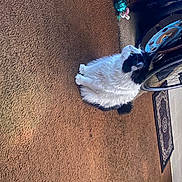 Paparros is registered to the contest to win money with this photo: automotive_exterior, automotive_lighting, automotive_tire, bicycle, bicycle_handlebar, bicycle_tire, bicycle_wheel, electrical_wiring, fender, flooring, hardwood, headlamp, hood, tire, vehicle, vehicle_door, wheel, window, windshield, wood