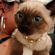 Gucci Mane is registered to the contest to win money with this photo: cat, kitten, siamese_cat, blue_eyes, golden_collar, person, earring, white_cap, shoulder, close_up, indoor, pet, cute, feline, fur, whiskers, portrait, animal, domestic_animal, curious