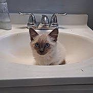 Winter is registered to the contest to win money with this photo: kitten, cat, sink, bathroom, faucet, white, blue_eyes, curious, pet, animal, domestic, clean, chrome, cute, young, feline, indoor, portrait, small, fluffy