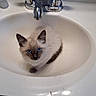 Winter joined the competition — help win amazing prizes! kitten, cat, sink, bathroom, faucet, blue_eyes, white_sink, curious, fluffy, pet, cute, indoor, animal, chrome, clean, looking_up, domestic, small, young, fur