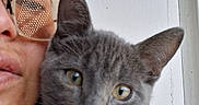 Buscalo joined the competition — help win amazing prizes! animal, cat, close_up, cute, domestic_animal, ears, face, feline, glasses, gray_cat, hand, holding, indoor, looking_at_camera, person, pet, portrait, reflection, whiskers, white_wall