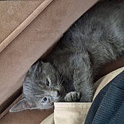 Buscalo is registered to the contest to win money with this photo: kitten, gray_cat, couch, fabric, paws, plate, food, floral, home, cozy, pet, animal, snuggling, indoor, relaxed, cute, feline, resting, soft, domestic