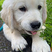 Baïko a rejoint le concours — aidez-le/la à gagner de superbes lots ! puppy, dog, white_fur, grass, outdoor, tongue_out, close_up, cute, animal, pet, nature, young_dog, paw, path, greenery, fur, adorable, canine, portrait, playful
