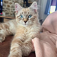 Bunny participe au concours pour gagner de l'argent avec cette photo : cat, kitten, fluffy, long_hair, blue_eyes, cream_fur, striped_fur, close_up, portrait, pet, animal, whiskers, ears, paws, stretching, lying_down, blanket, sofa, indoors, home_decor