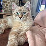 cat, kitten, fluffy, long_hair, blue_eyes, cream_fur, striped_fur, close_up, portrait, pet, animal, whiskers, ears, paws, stretching, lying_down, blanket, sofa, indoors, home_decor