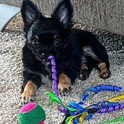 Zigzag participe au concours pour gagner de l'argent avec cette photo : animal, ball, black_dog, carpet, chewing, colorful, couch, curly_ribbon, cute, dog, floor, indoor, pet, playful, puppy, resting, ribbon, small_dog, tan_paws, toy
