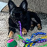 animal, ball, black_dog, carpet, chewing, colorful, couch, curly_ribbon, cute, dog, floor, indoor, pet, playful, puppy, resting, ribbon, small_dog, tan_paws, toy