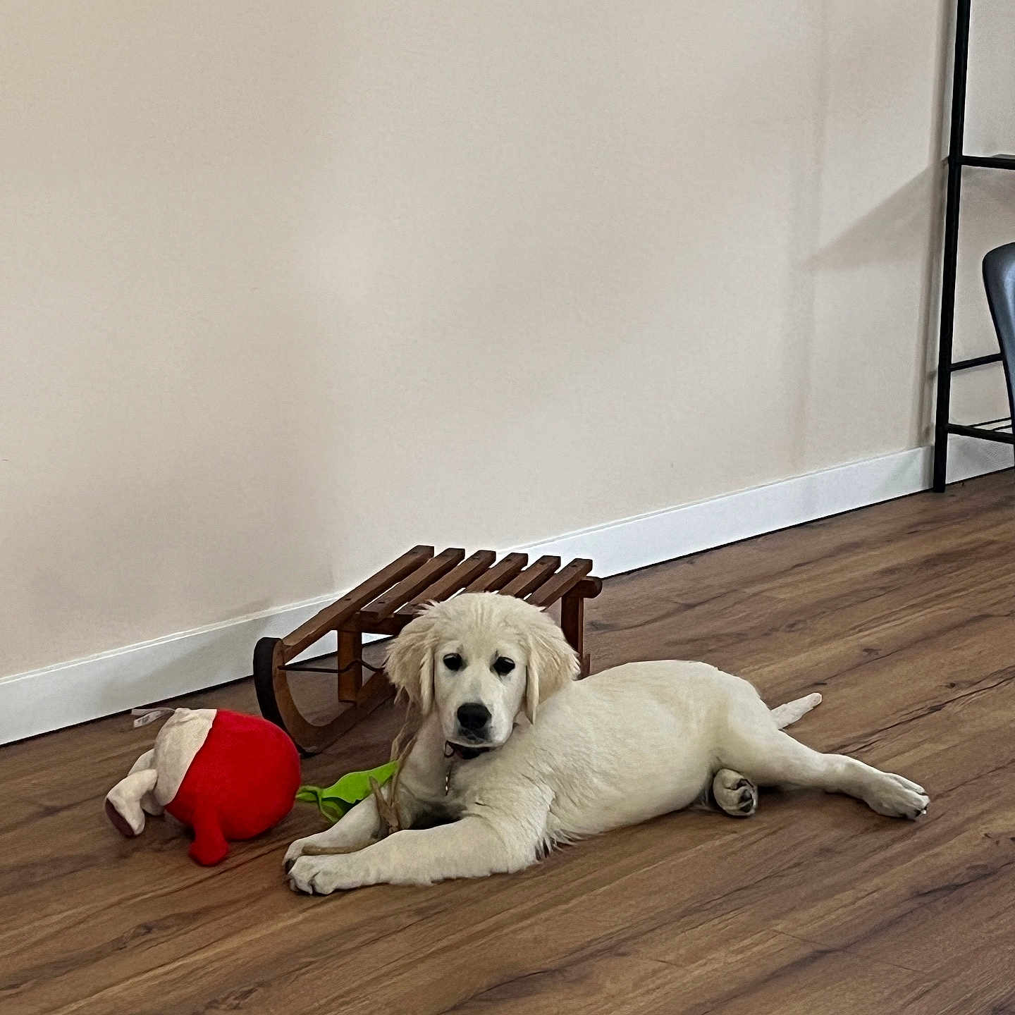 Vanille a rejoint le concours — aidez-le/la à gagner de superbes lots ! animal, architecture, building, canine, dog, dogbed, furniture, goldenretriever, hardwood, hound, indoors, interiordesign, labradorretriever, livingroom, pet, plywood, puppy, toy, whitedog, wood