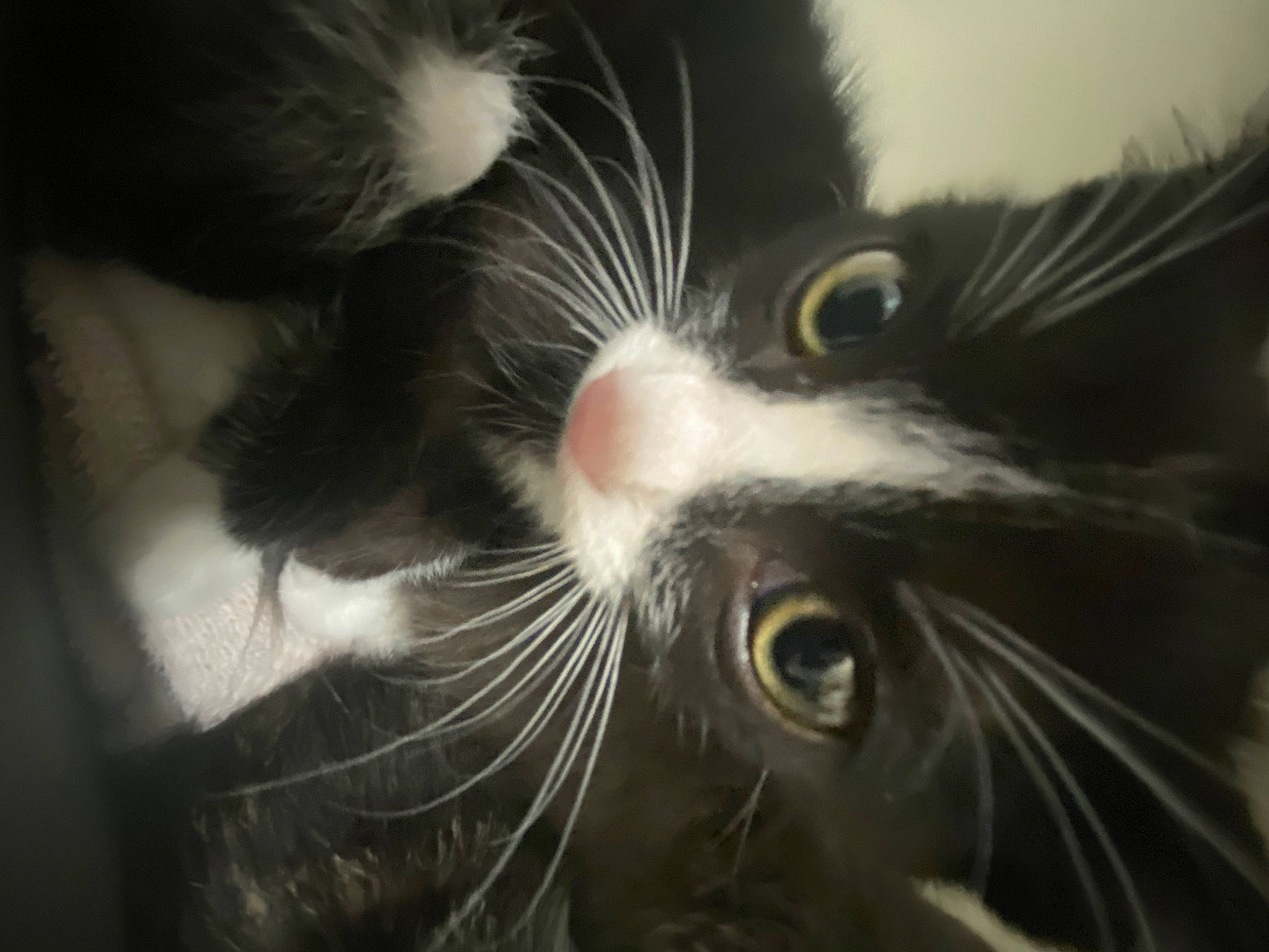 Batman is registered to the contest to win money with this photo: carnivore, cat, claw, comfort, domestic_short_haired_cat, ear, eye, eyelash, felidae, fur, grey, human_body, macro_photography, monochrome, monochrome_photography, paw, small_to_medium_sized_cats, snout, whiskers