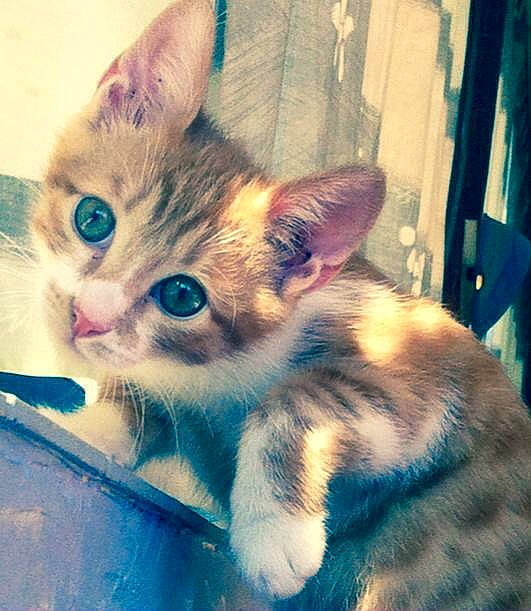 Marco a rejoint le concours — aidez-le/la à gagner de superbes lots ! blue, carnivore, cat, claw, domestic_short_haired_cat, door, felidae, fur, metal, paw, photo_caption, small_to_medium_sized_cats, snout, square, tail, whiskers, window, wood