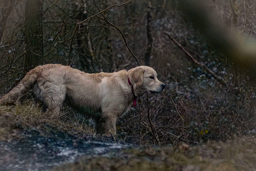 Aslan participe au concours pour gagner de l'argent avec cette photo : canidae, carnivore, companion_dog, dog, dog_breed, fawn, forest, grass, gun_dog, labrador_retriever, natural_landscape, retriever, snout, soil, sporting_group, tail, terrestrial_animal, tree, water, working_animal