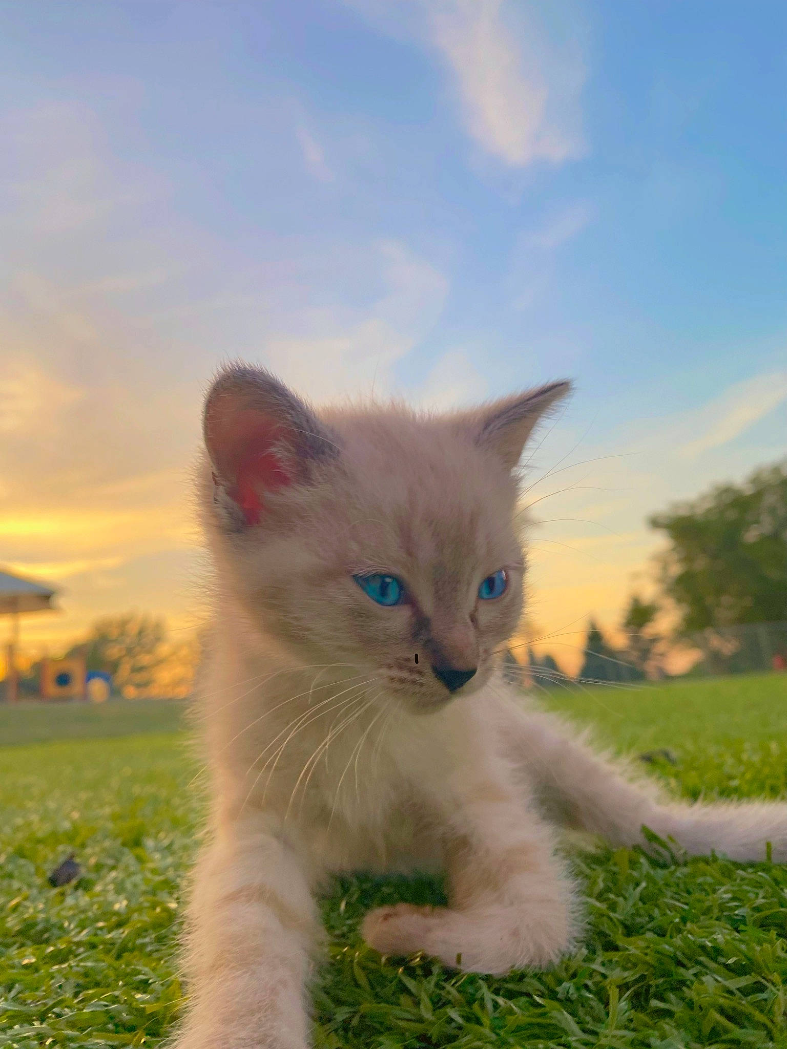 Samuel Vail joined the competition — help win amazing prizes! carnivore, cat, cloud, domestic_short_haired_cat, eye, fawn, felidae, fur, grass, grassland, pasture, plant, prairie, ragdoll, sky, small_to_medium_sized_cats, snout, tail, tree, whiskers