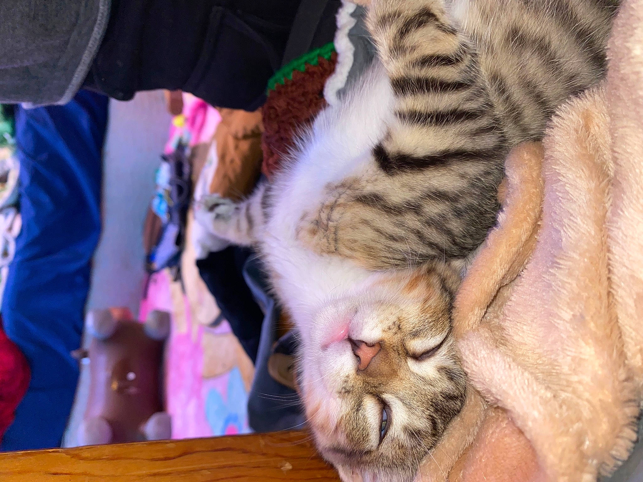 Socks Vail is registered to the contest to win money with this photo: carnivore, cat, claw, comfort, domestic_short_haired_cat, fawn, felidae, foot, fur, grass, nap, organism, paw, sleep, small_to_medium_sized_cats, snout, tail, terrestrial_animal, whiskers, wildlife