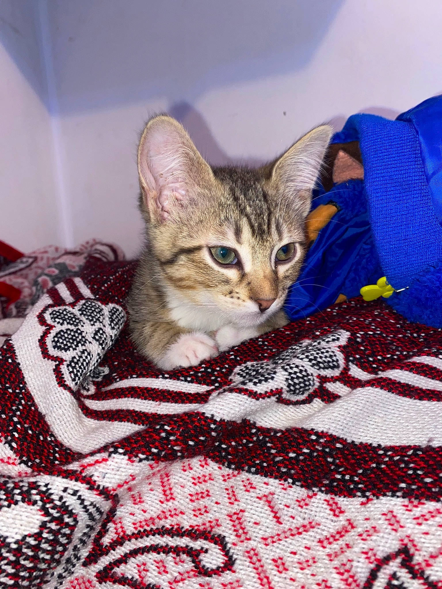 Socks Vail is registered to the contest to win money with this photo: bed_sheet, bedding, blanket, carnivore, cat, claw, close_up, comfort, domestic_short_haired_cat, felidae, fur, linens, magenta, pattern, paw, small_to_medium_sized_cats, terrestrial_animal, textile, whiskers, woven_fabric