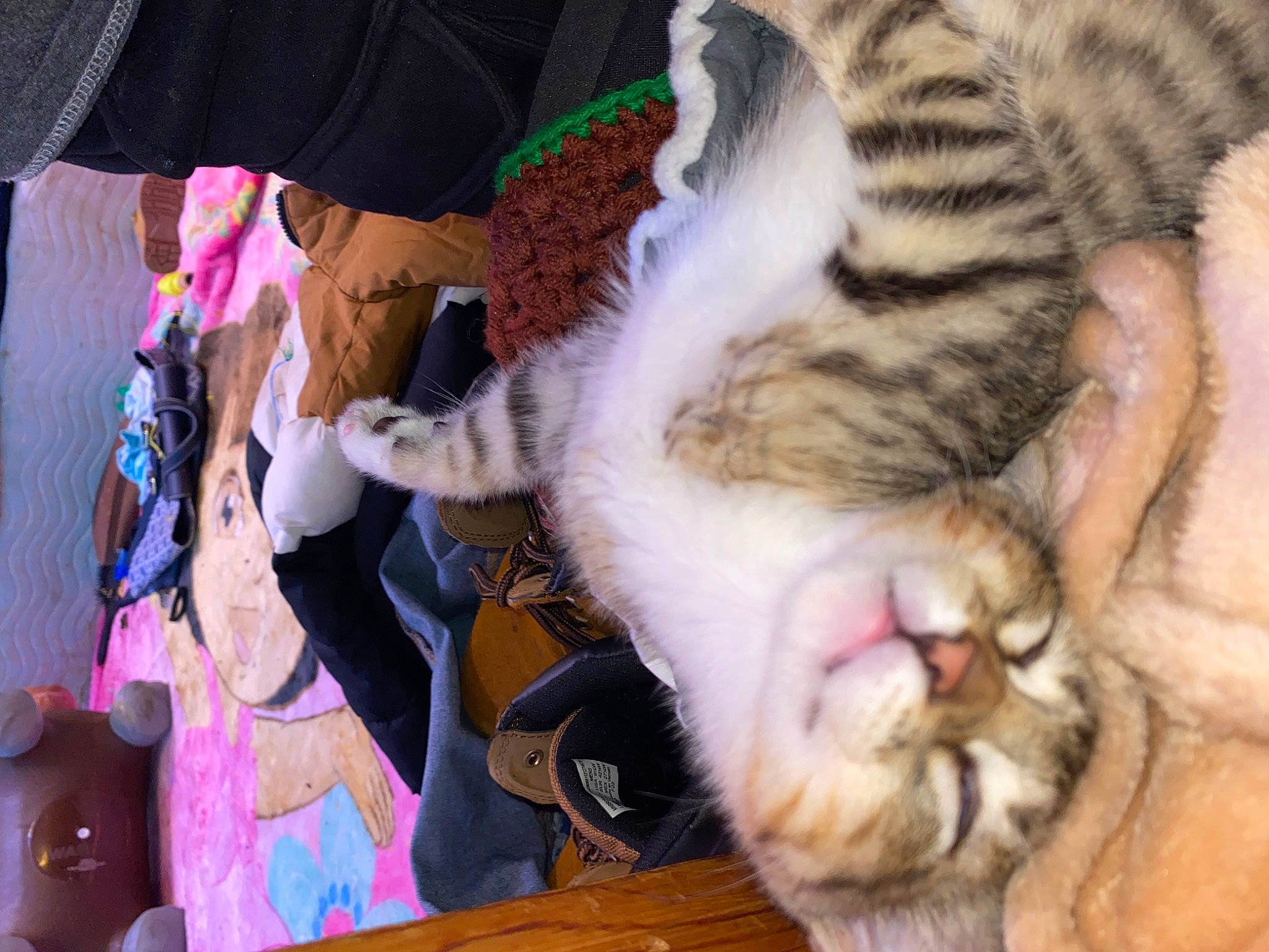 Socks Vail is registered to the contest to win money with this photo: carnivore, cat, comfort, dog_breed, domestic_short_haired_cat, fang, fawn, felidae, fur, jaw, nap, nose, organism, paw, pink, small_to_medium_sized_cats, snout, terrestrial_animal, textile, whiskers