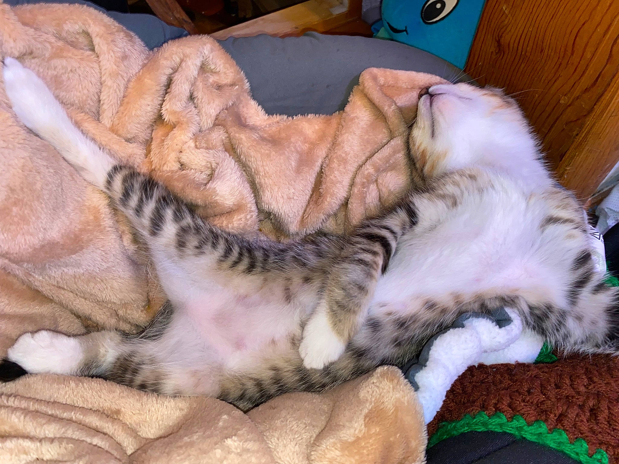 Socks Vail is registered to the contest to win money with this photo: bed_sheet, bedding, carnivore, cat, cat_bed, claw, comfort, domestic_short_haired_cat, duvet, fawn, felidae, fur, linens, nap, paw, sleep, small_to_medium_sized_cats, tail, textile, whiskers