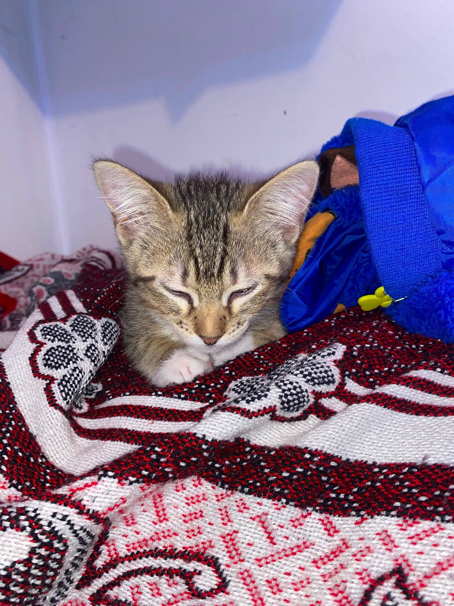 Socks Vail is registered to the contest to win money with this photo: art, bed_sheet, bedding, blanket, carmine, carnivore, cat, claw, comfort, domestic_short_haired_cat, felidae, fur, linens, nap, pattern, small_to_medium_sized_cats, terrestrial_animal, textile, whiskers, woven_fabric