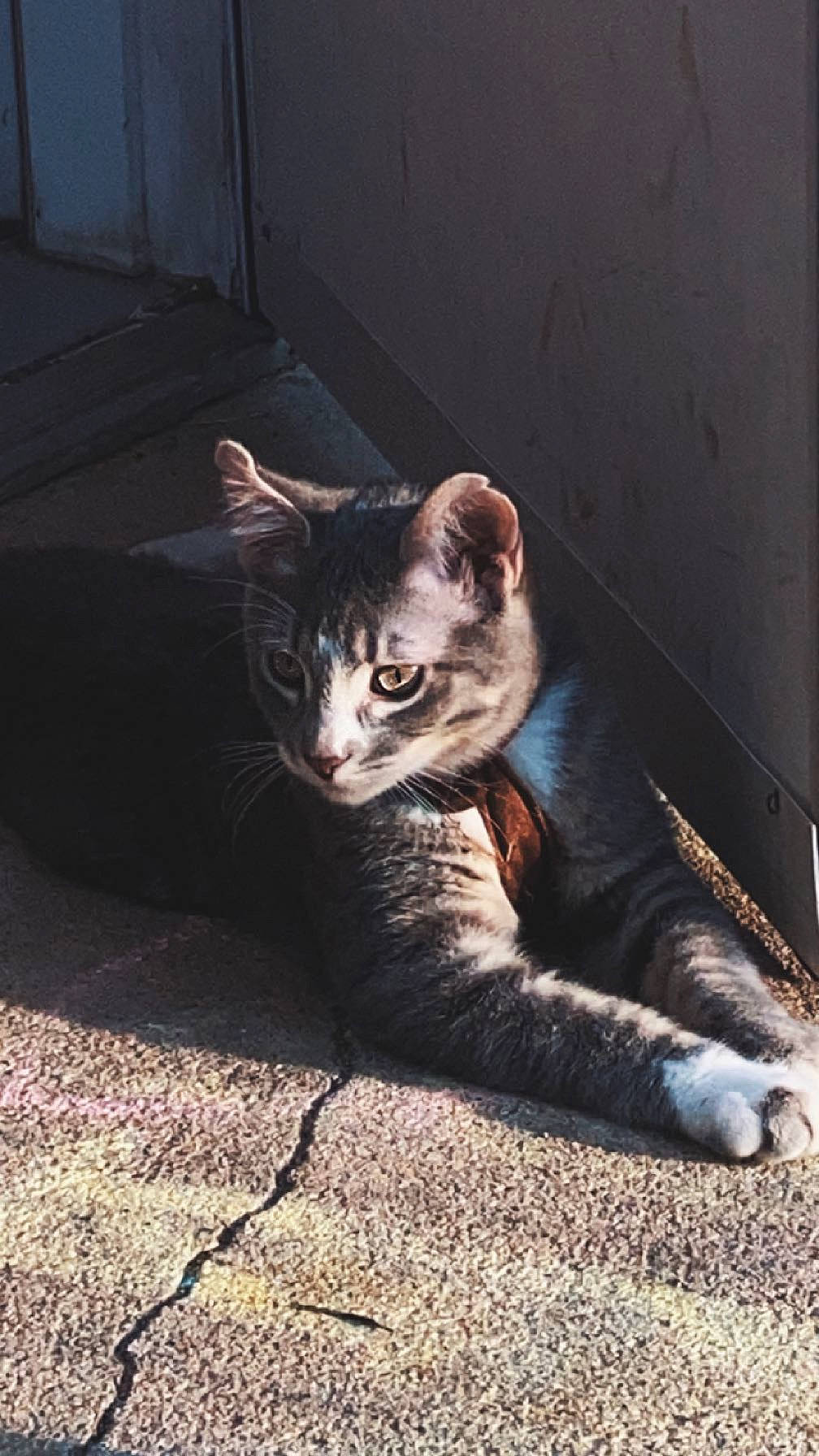 Grayson is registered to the contest to win money with this photo: carnivore, cat, comfort, darkness, domestic_short_haired_cat, door, eye, felidae, fur, grey, paw, road_surface, sitting, small_to_medium_sized_cats, snout, tail, terrestrial_animal, whiskers, window, wood