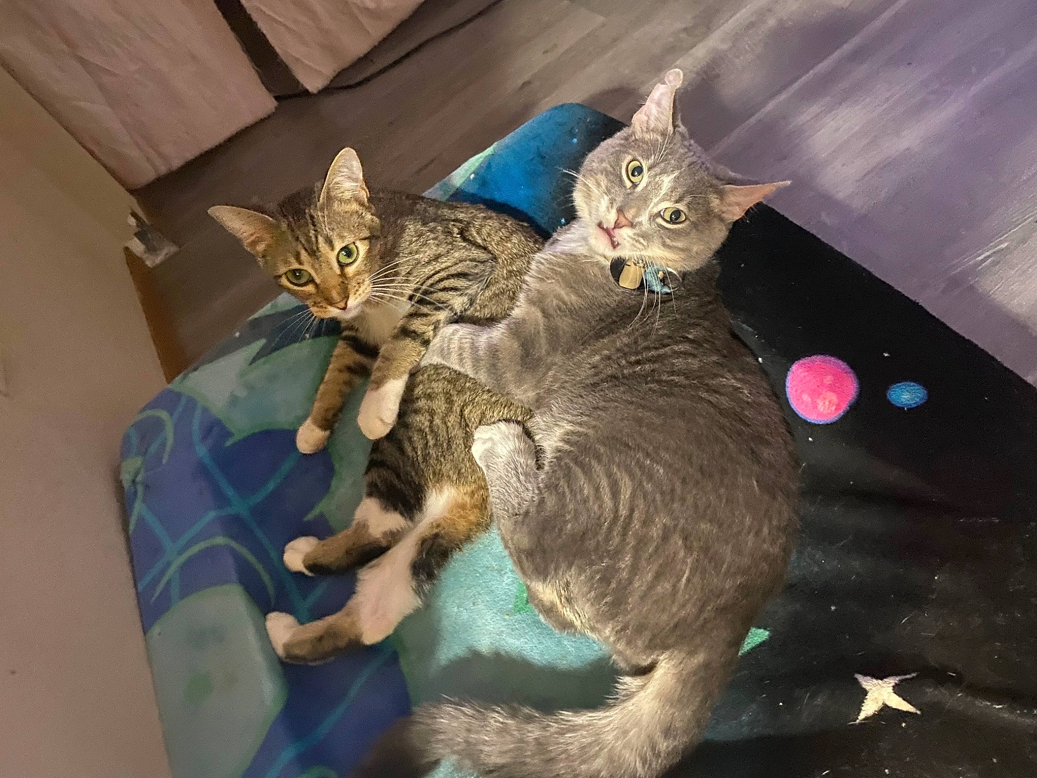 Grayson is registered to the contest to win money with this photo: carnivore, cat, cat_bed, cat_supply, cat_toy, claw, comfort, domestic_short_haired_cat, felidae, fur, paw, small_to_medium_sized_cats, tail, whiskers