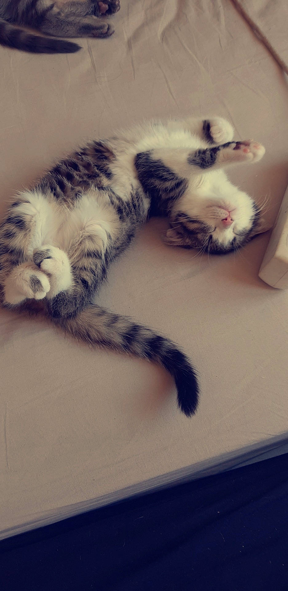 Innaya participe au concours pour gagner de l'argent avec cette photo : american_curl, american_shorthair, carnivore, cat, claw, ear, european_shorthair, felidae, fur, kitten, nap, paw, polydactyl_cat, sleep, small_to_medium_sized_cats, snout, tabby_cat, tail, whiskers