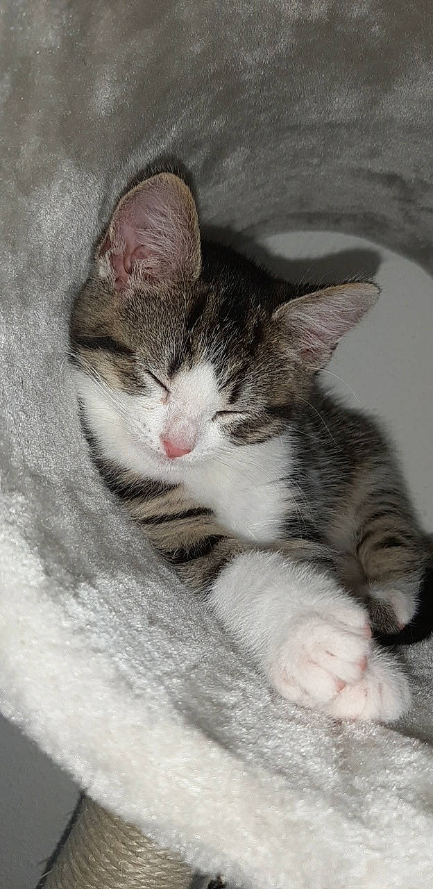 Innaya a rejoint le concours — aidez-le/la à gagner de superbes lots ! aegean_cat, american_shorthair, american_wirehair, asian, carnivore, cat, domestic_short_haired_cat, dragon_li, european_shorthair, felidae, kitten, mammal, ojos_azules, paw, polydactyl_cat, small_to_medium_sized_cats, snout, tabby_cat, vertebrate, whiskers