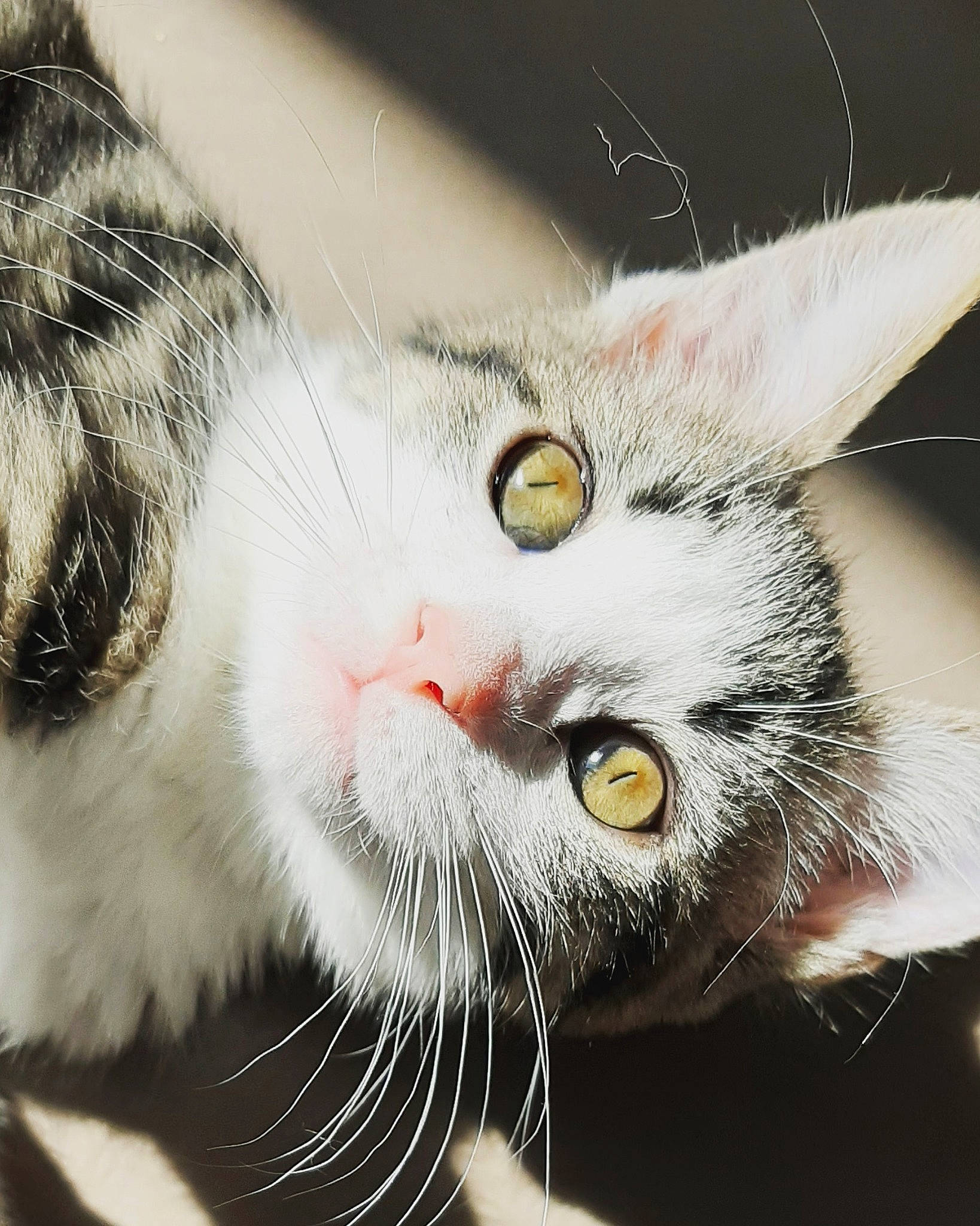 Innaya a rejoint le concours — aidez-le/la à gagner de superbes lots ! aegean_cat, american_shorthair, american_wirehair, asian, carnivore, cat, close_up, domestic_short_haired_cat, ear, european_shorthair, eye, felidae, fur, kitten, nose, organ, small_to_medium_sized_cats, snout, tabby_cat, whiskers