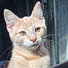 cat, ginger_cat, whiskers, window, sunlight, pet, feline, closeup, curious, animal, indoor, portrait, ears, face, domestic_cat, soft_light, young_cat, cute, looking, furry