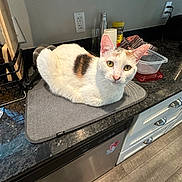 Miso is registered to the contest to win money with this photo: cat, white_cat, brown_patch, kitchen_counter, mat, container, towel, utensils, appliance, floor, cabinet, dishwasher, indoor, pet, curious, feline, domestic, home, resting, looking