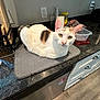 cat, white_cat, brown_patch, kitchen_counter, mat, container, towel, utensils, appliance, floor, cabinet, dishwasher, indoor, pet, curious, feline, domestic, home, resting, looking