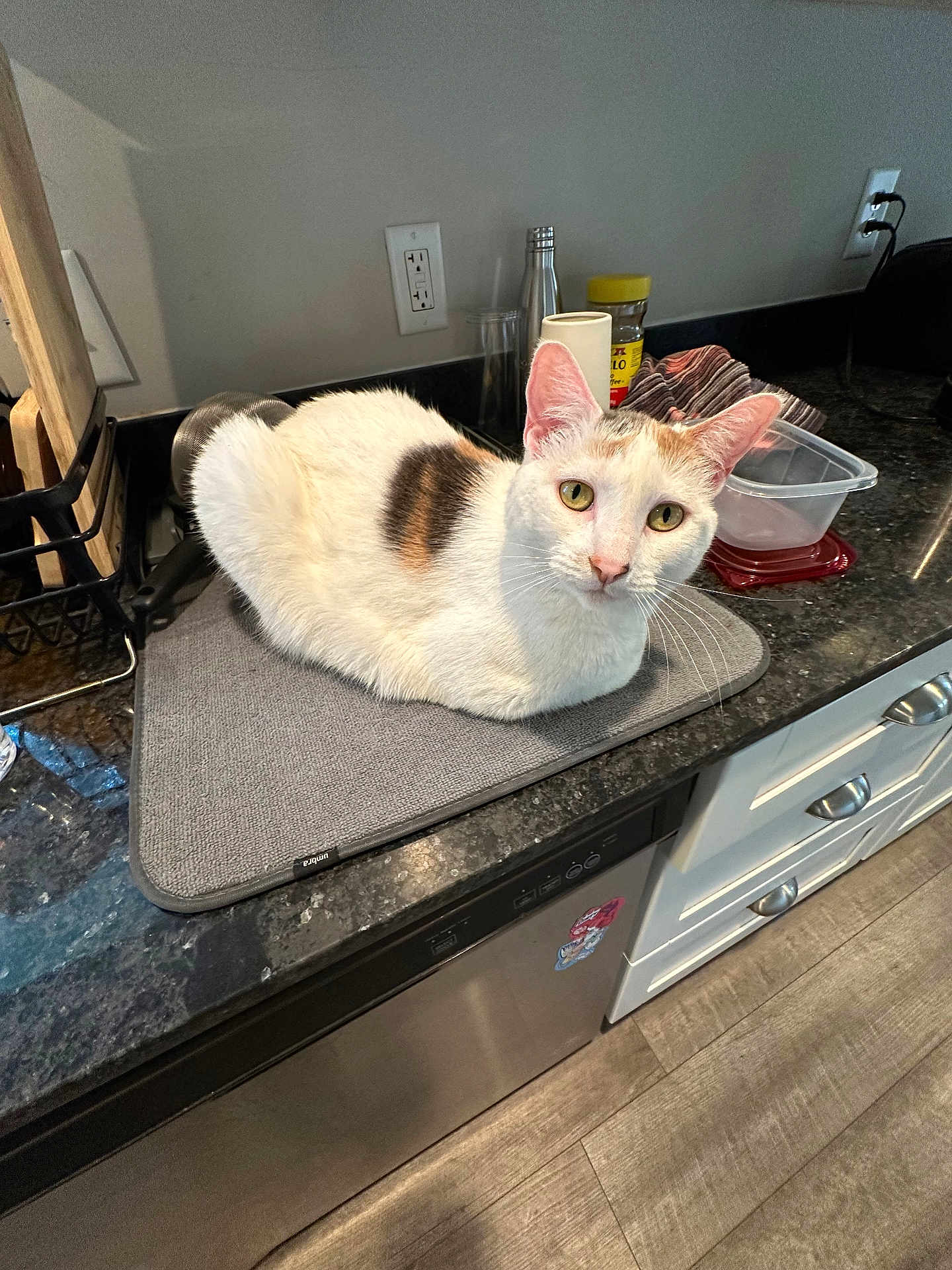 Miso is registered to the contest to win money with this photo: cat, white_cat, brown_patch, kitchen_counter, mat, container, towel, utensils, appliance, floor, cabinet, dishwasher, indoor, pet, curious, feline, domestic, home, resting, looking