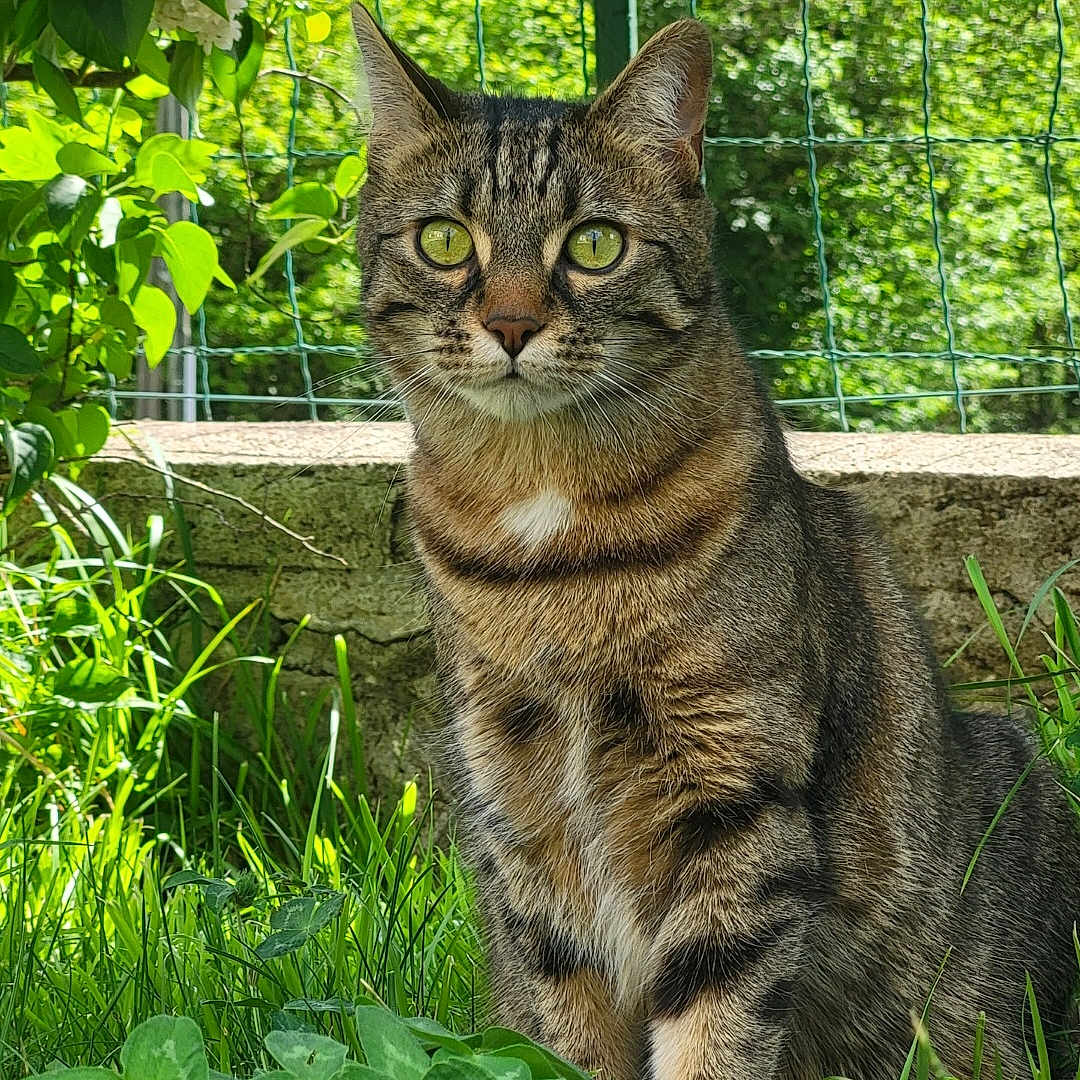 Tigrou participe au concours pour gagner de l'argent avec cette photo : alert, animal, cat, eyes, fence, fur, garden, grass, greenery, leaves, mammal, nature, outdoor, pet, plant, portrait, sitting, sunlight, tabby_cat, whiskers