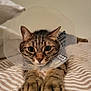 Tigrou participe au concours pour gagner de l'argent avec cette photo : cat, tabby, cone_collar, pet, indoor, bed, striped_bedspread, closeup, paws, animal, feline, resting, looking_at_camera, ears, whiskers, fur, cute, domestic_animal, sleepy, soft_light