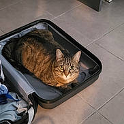 Tigrou participe au concours pour gagner de l'argent avec cette photo : cat, tabby_cat, suitcase, open_suitcase, floor, tile_floor, indoor, pet, animal, feline, curious, looking_at_camera, brown_cat, striped, household, domestic, resting, travel, luggage, container