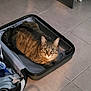 cat, tabby_cat, suitcase, open_suitcase, floor, tile_floor, indoor, pet, animal, feline, curious, looking_at_camera, brown_cat, striped, household, domestic, resting, travel, luggage, container