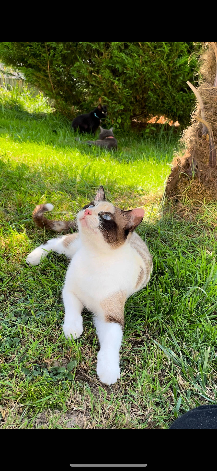 Virus participe au concours pour gagner de l'argent avec cette photo : animal, canine, cat, dog, field, grass, grassland, green, herbal, hound, husky, lawn, nature, outdoors, pet, plant, puppy, tree, vegetation, yard