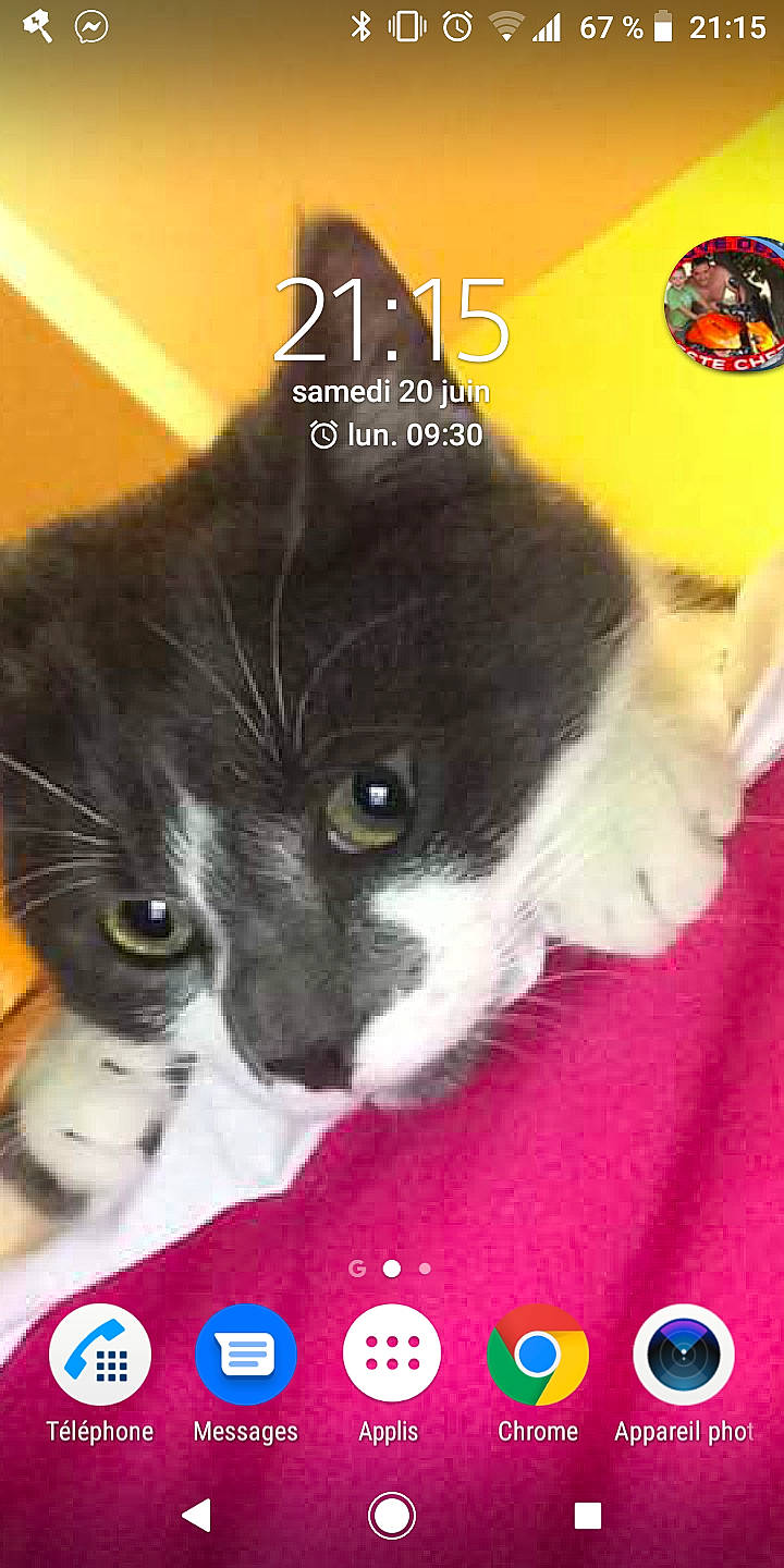 Gribouille participe au concours pour gagner de l'argent avec cette photo : carnivore, cat, domestic_short_haired_cat, felidae, kitten, photo_caption, photography, small_to_medium_sized_cats, snout, whiskers