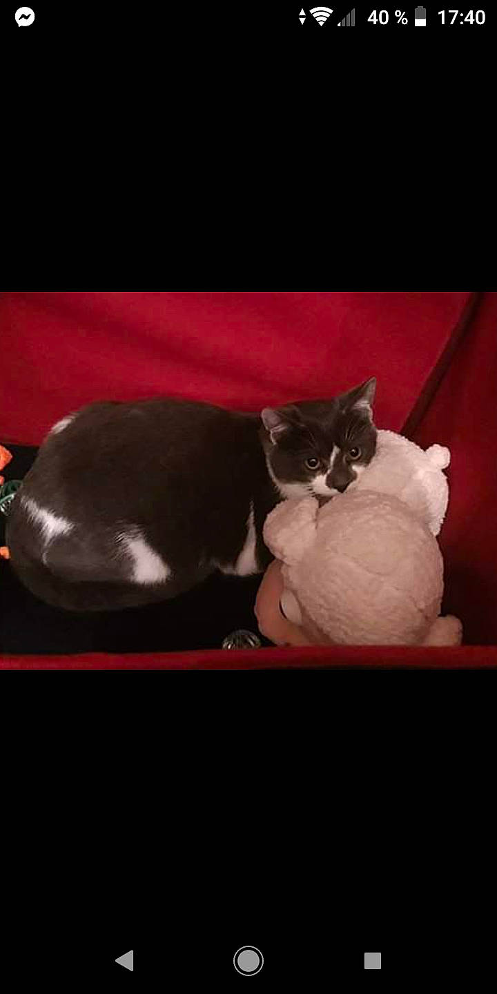 Gribouille participe au concours pour gagner de l'argent avec cette photo : asian, black, black_cat, carnivore, cat, ear, felidae, kitten, photo_caption, photography, small_to_medium_sized_cats, snout, tail, whiskers