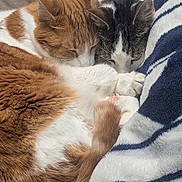 Fritzy And Eddie joined the competition — help win amazing prizes! animal, black_and_white_cat, blanket, cat, cats, close_up, cozy, cute, domestic_cat, fur, orange_cat, paw, pets, relaxing, sleeping, snuggling, striped_blanket, tabby_cat, whiskers, white_fur