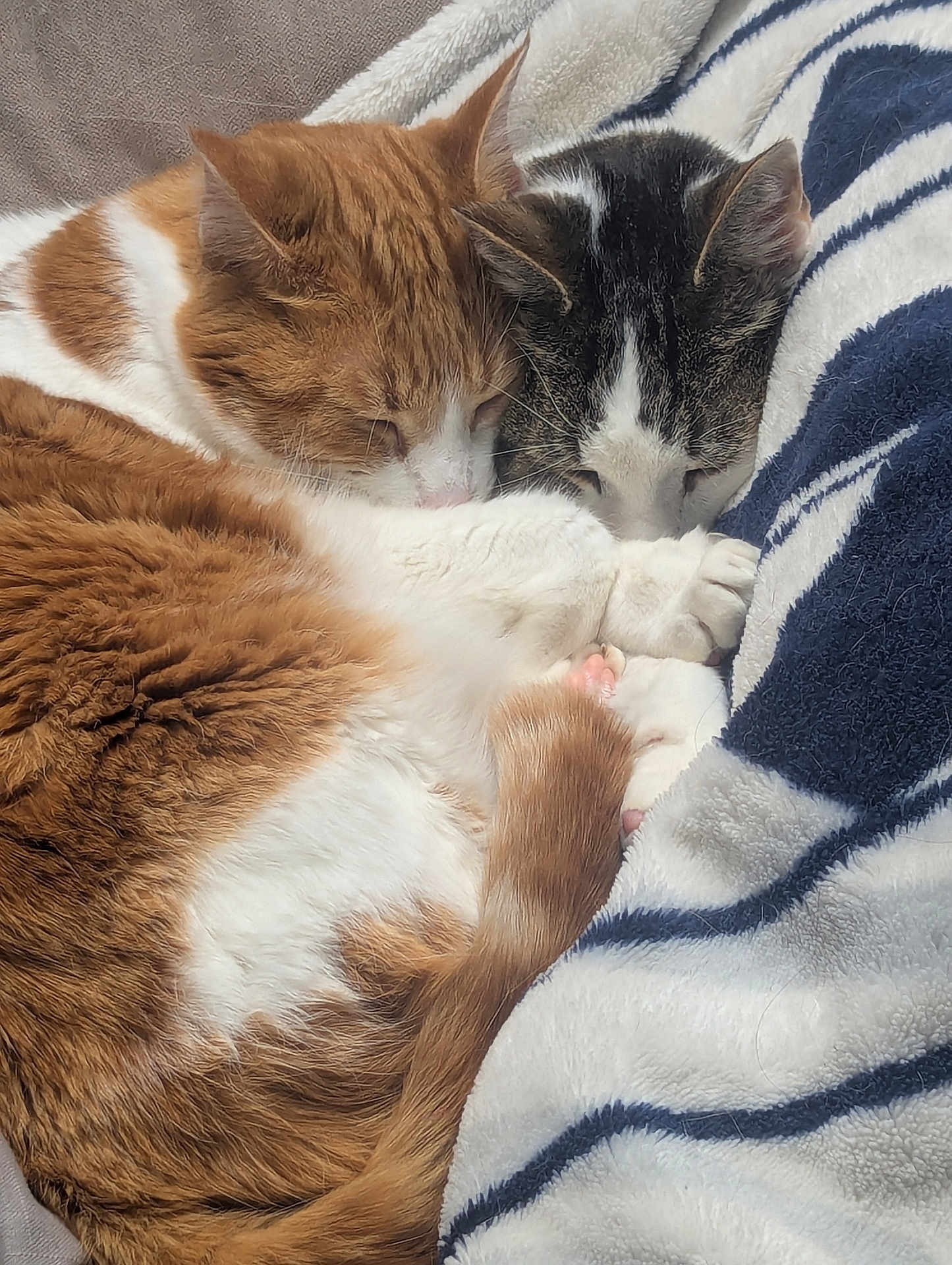 Fritzy And Eddie joined the competition — help win amazing prizes! animal, black_and_white_cat, blanket, cat, cats, close_up, cozy, cute, domestic_cat, fur, orange_cat, paw, pets, relaxing, sleeping, snuggling, striped_blanket, tabby_cat, whiskers, white_fur