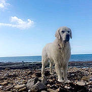 Iron participe au concours pour gagner de l'argent avec cette photo : dog, white_dog, rocky_beach, ocean, sky, clouds, outdoor, animal, pet, standing, water, nature, coast, shore, rocks, canine, daylight, landscape, fur, mammal