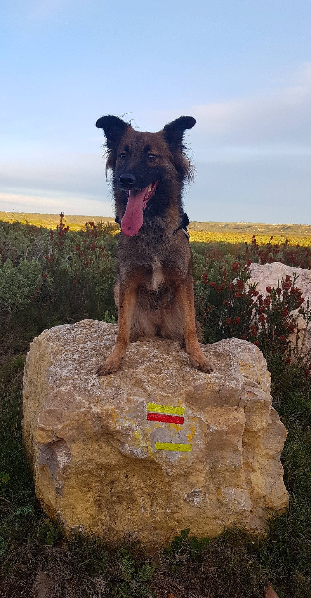 Kira a rejoint le concours — aidez-le/la à gagner de superbes lots ! airedale_terrier, art, australian_cattle_dog, bedrock, canidae, carnivore, cloud, companion_dog, dog, dog_breed, fawn, grass, landscape, plant, rock, sky, soil, sporting_group, wilderness, working_animal