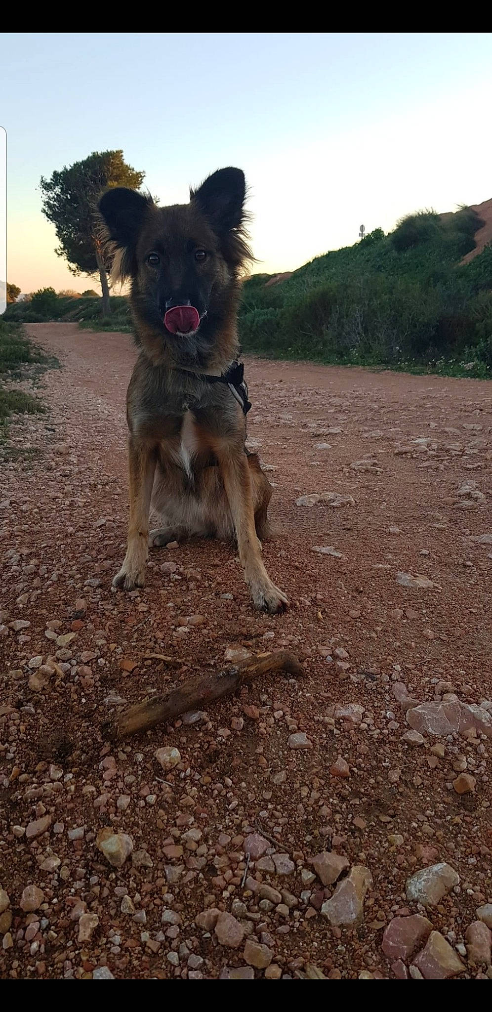 Kira a rejoint le concours — aidez-le/la à gagner de superbes lots ! canidae, carnivore, cloud, companion_dog, dog, dog_breed, fawn, landscape, plant, rock, sky, snout, soil, sporting_group, tail, tree, working_animal, working_dog