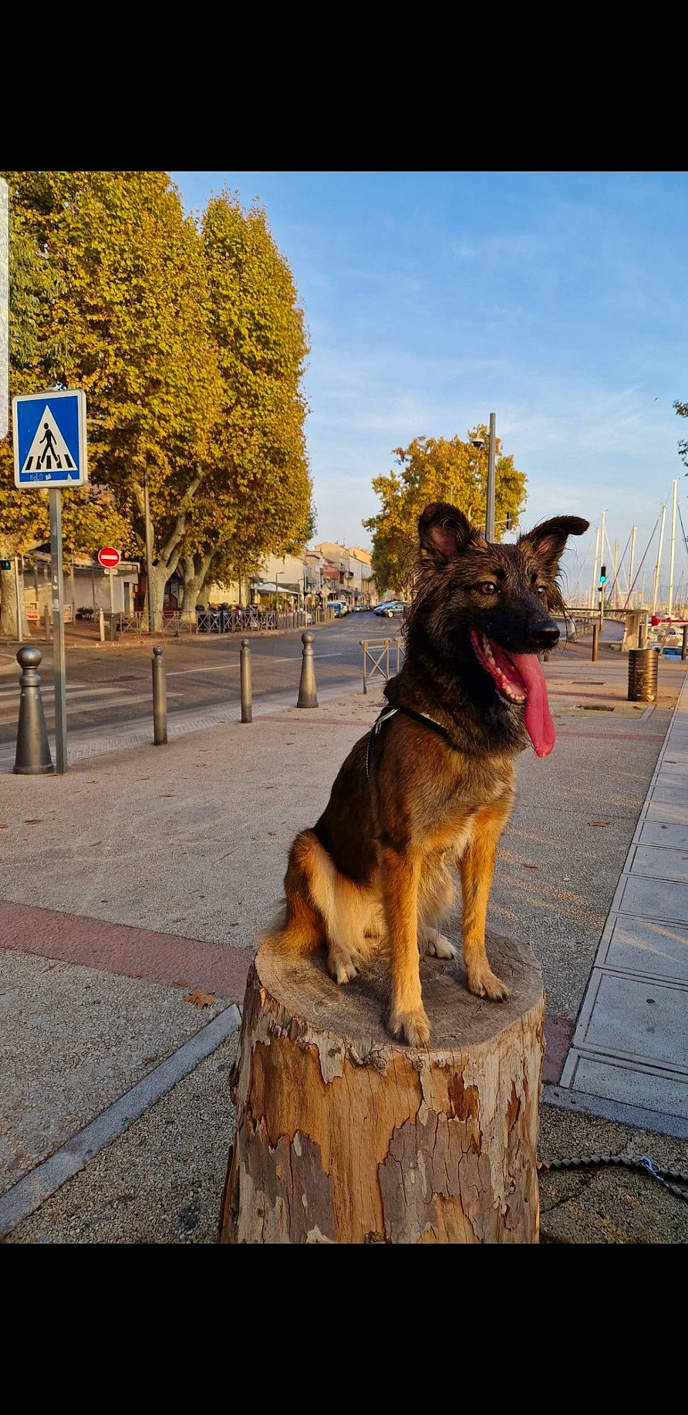 Kira participe au concours pour gagner de l'argent avec cette photo : asphalt, carnivore, cloud, collar, dog, dog_breed, east_european_shepherd, german_shepherd_dog, herding_dog, king_shepherd, old_german_shepherd_dog, plant, road, road_surface, sky, snout, sporting_group, tail, traffic_sign, tree