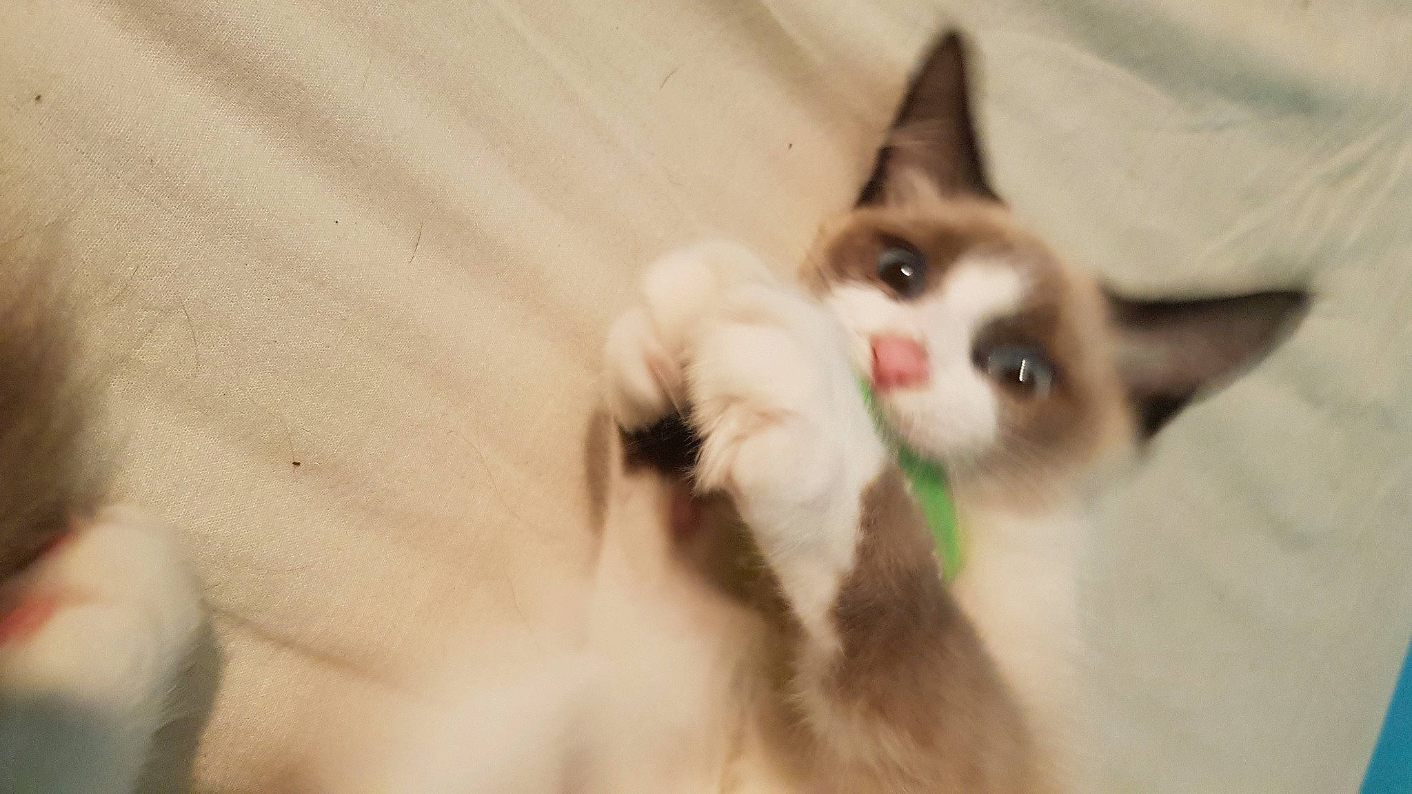 Mewtwo a rejoint le concours — aidez-le/la à gagner de superbes lots ! carnivore, cat, domestic_short_haired_cat, eyelash, felidae, fur, paw, small_to_medium_sized_cats, tail, thai, whiskers, wood