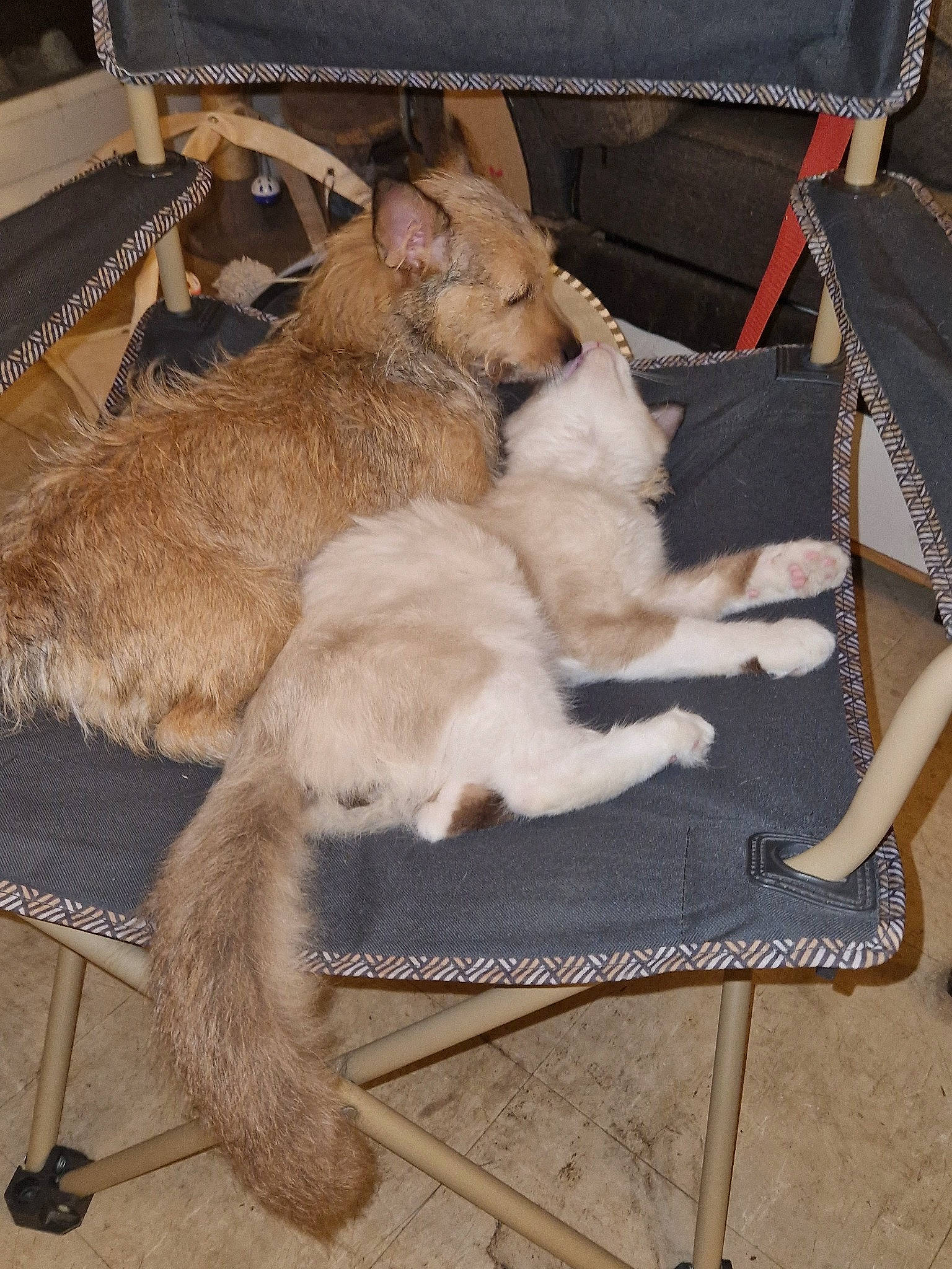 Mewtwo a rejoint le concours — aidez-le/la à gagner de superbes lots ! carnivore, claw, comfort, companion_dog, dog_breed, fawn, felidae, flooring, fur, lap, paw, primate, sitting, small_to_medium_sized_cats, snout, sporting_group, tail, terrestrial_animal, whiskers, wood