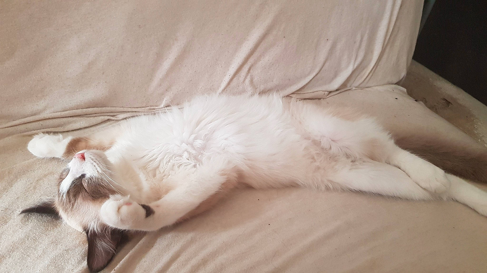 Mewtwo participe au concours pour gagner de l'argent avec cette photo : bed, carnivore, cat, claw, comfort, companion_dog, domestic_short_haired_cat, ear, felidae, fur, hardwood, linens, nap, paw, sleep, small_to_medium_sized_cats, snout, tail, whiskers, wood