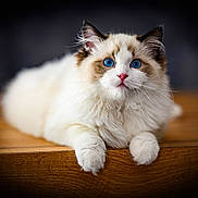 Astral a rejoint le concours — aidez-le/la à gagner de superbes lots ! cat, blue_eyes, fluffy, white_fur, brown_fur, pink_nose, whiskers, wooden_surface, indoor, pet, animal, cute, portrait, relaxed, feline, close_up, sitting, focused, fur, domestic_cat