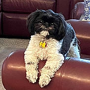 Lola joined the competition — help win amazing prizes! dog, pet, black_and_white, fluffy, collar, tag, leather_furniture, armrest, living_room, carpet, curious, indoor, cozy, fur, small_dog, cute, sitting, home, domestic_animal, relaxed