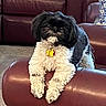 dog, pet, black_and_white, fluffy, collar, tag, leather_furniture, armrest, living_room, carpet, curious, indoor, cozy, fur, small_dog, cute, sitting, home, domestic_animal, relaxed